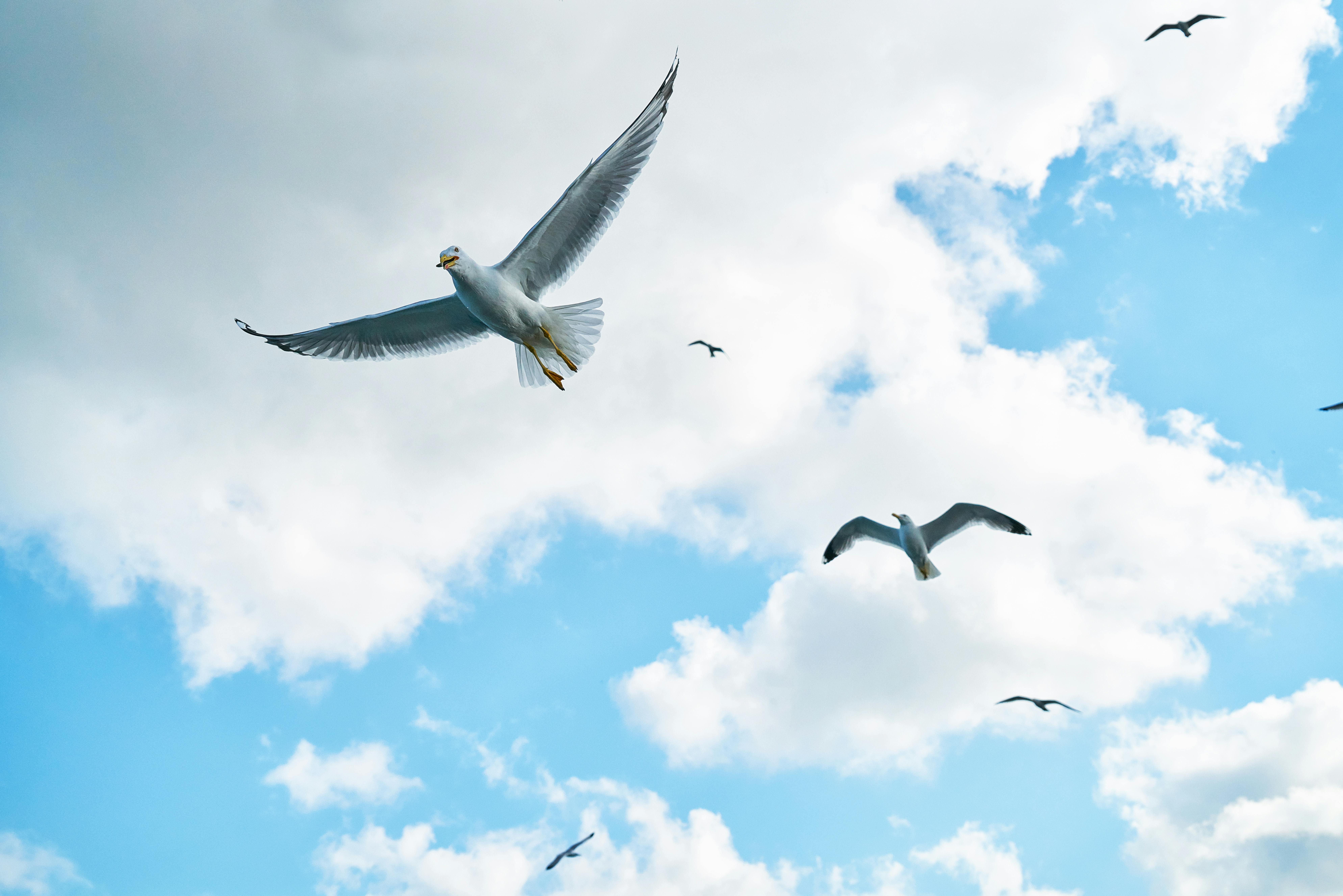 Taking flight happens naturally, when the time is right. Photo: Pexels (suggest: left) Taking flight happens naturally, when the time is right. Photo: Pexels (suggest: left)