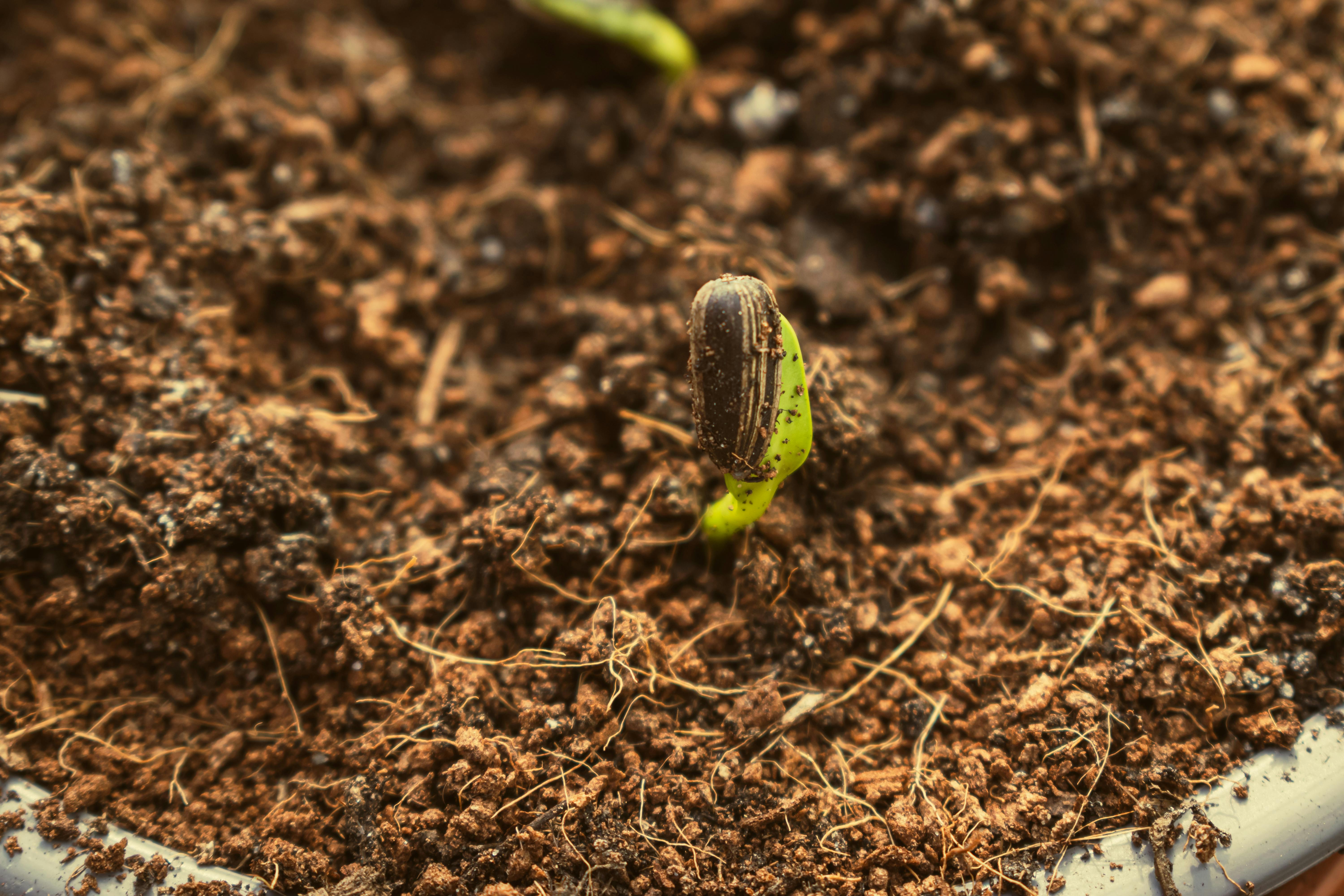 Growth that lasts starts small and steady. Photo: Pexels Growth that lasts starts small and steady. Photo: Pexels